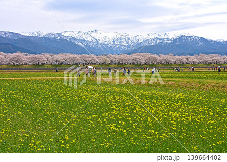春の三重奏 桜と菜の花と北アルプス 富山県朝日町 春の三重奏 桜と菜の花と北アルプス 富山県朝日町 139664402