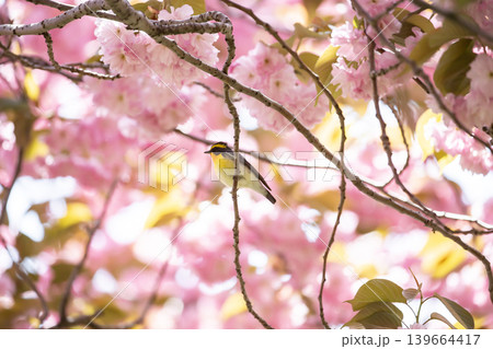 桜とキビタキ 桜とキビタキ 139664417