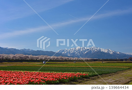あさひ舟川 桜とチューリップと後立山連峰 富山県朝日町 あさひ舟川 桜とチューリップと後立山連峰 富山県朝日町 139664434
