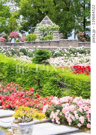 薔薇満開の荒牧バラ公園 薔薇満開の荒牧バラ公園 139664522