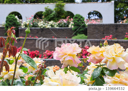 薔薇満開の荒牧バラ公園 139664532