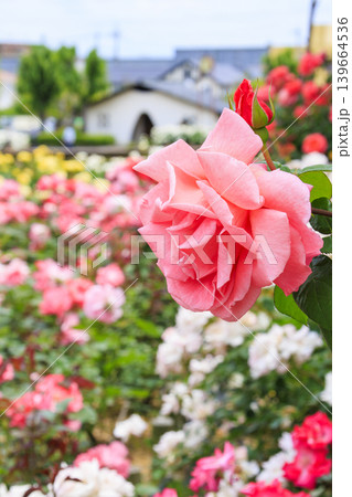 薔薇満開の荒牧バラ公園 薔薇満開の荒牧バラ公園 139664536