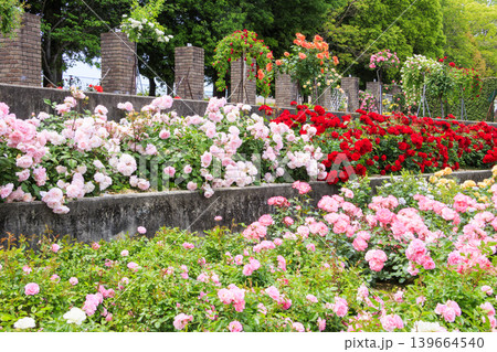薔薇満開の荒牧バラ公園 薔薇満開の荒牧バラ公園 139664540