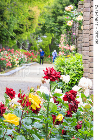 薔薇満開の荒牧バラ公園 薔薇満開の荒牧バラ公園 139664542