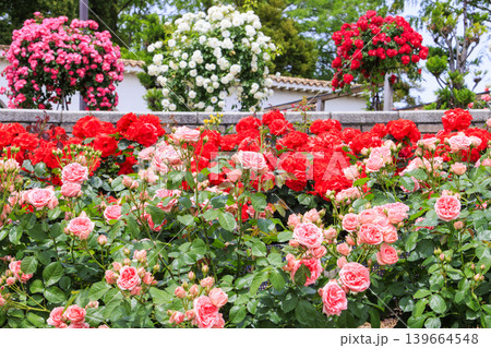 薔薇満開の荒牧バラ公園 薔薇満開の荒牧バラ公園 139664548