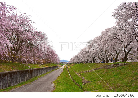 あさひ舟川べりの桜並木 富山 朝日町 あさひ舟川べりの桜並木 富山 朝日町 139664566