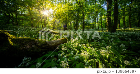 Sunrise shining through old tree stump in spring forest covered with blooming wild garlic flowers and lush green foliage in peaceful natural woodland landscape Sunrise shining through old tree stump in spring forest covered with blooming wild garlic flowers and lush green foliage in peaceful natural woodland landscape 139664597