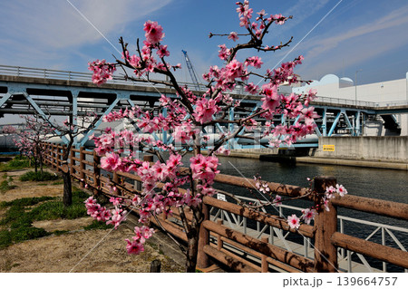 アーモンドの花 アーモンドの花 139664757