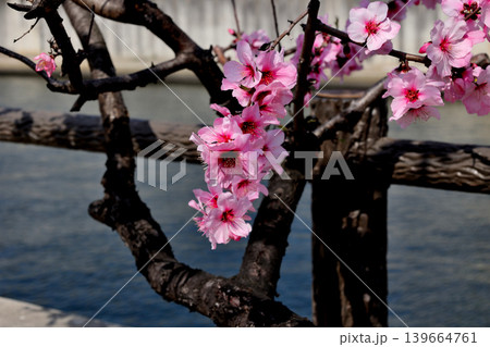 アーモンドの花 139664761