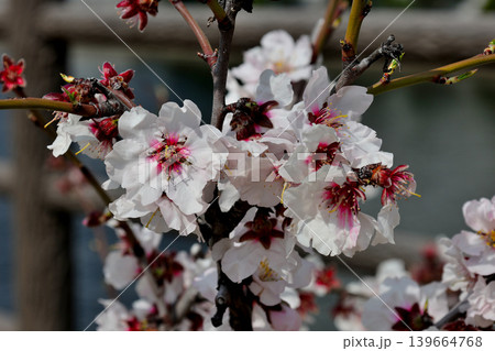 少し白い アーモンドの花 少し白い アーモンドの花 139664768