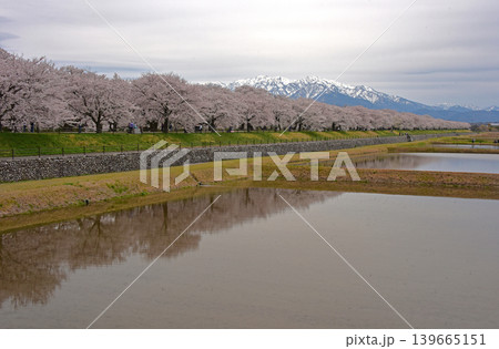 あさひ舟川べりの桜と後立山連峰 富山 朝日町 あさひ舟川べりの桜と後立山連峰 富山 朝日町 139665151