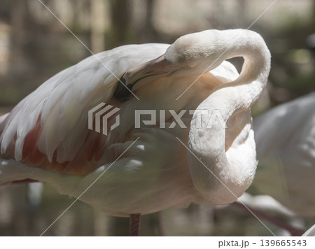 beautiful flamingo in the zoo beautiful flamingo in the zoo 139665543