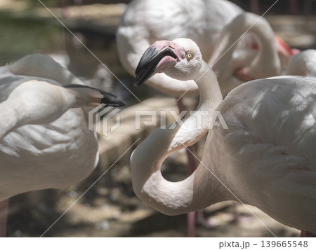 group of flamingos group of flamingos 139665548