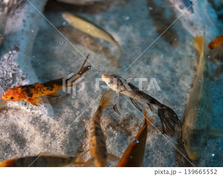 beautiful koi fish in the aquarium beautiful koi fish in the aquarium 139665552