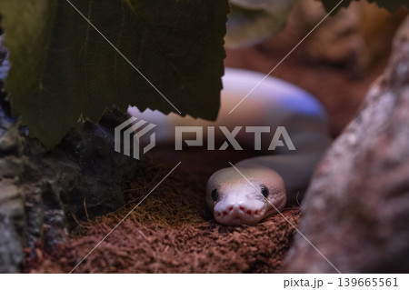 a venomous snake a venomous snake 139665561