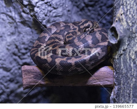 a venomous snake a venomous snake 139665577