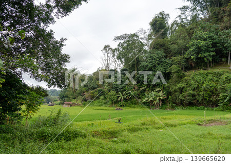 Lush green rice fields in Toraja, Sulawesi, Indonesia 139665620