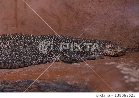 a cute lizard 139665623