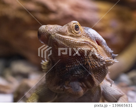 a cute iguana a cute iguana 139665631