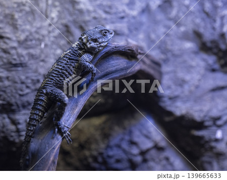 a cute chameleon a cute chameleon 139665633