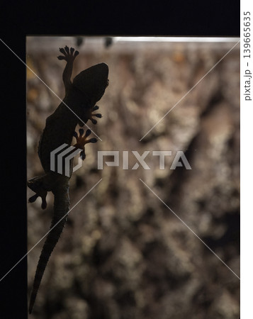 a cute chameleon a cute chameleon 139665635