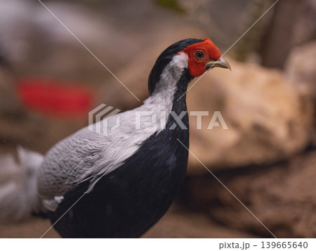 pheasant bird portrait pheasant bird portrait 139665640