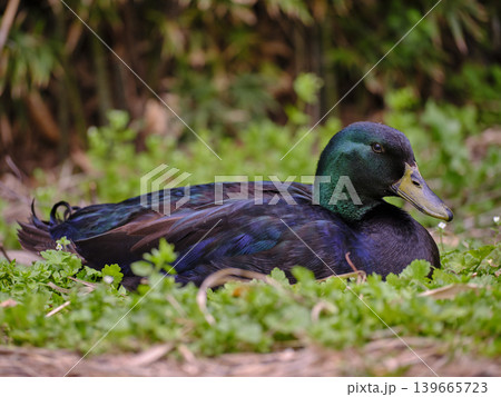 mallard duck resting on the grass mallard duck resting on the grass 139665723