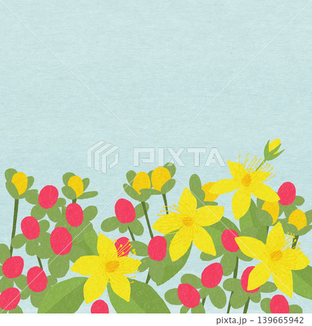 手描きの花のイラスト オトギリソウ 手描きの花のイラスト オトギリソウ 139665942
