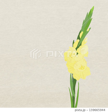 手描きの花のイラスト　グラジオラス 139665944