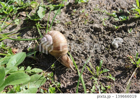 Snail moves slowly across the soil, with green grass and small plants surrounding it in a natural outdoor environment illuminated by sunlight Snail moves slowly across the soil, with green grass and small plants surrounding it in a natural outdoor environment illuminated by sunlight 139666019