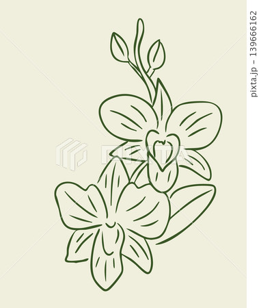Line art illustration of two orchid flowers with leaves on a light background, showcasing detailed petal shapes and floral elements in a minimalist style 139666162