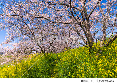 埼玉県熊谷市玉作　荒川支流の和田吉野川沿い玉作水門付近の桜並木　ソメイヨシノのトンネルと菜の花畑 139666383