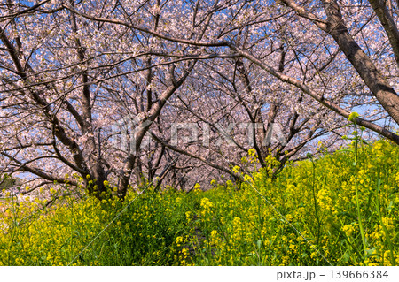 埼玉県熊谷市玉作 荒川支流の和田吉野川沿い玉作水門付近の桜並木 ソメイヨシノのトンネルと菜の花畑 埼玉県熊谷市玉作 荒川支流の和田吉野川沿い玉作水門付近の桜並木 ソメイヨシノのトンネルと菜の花畑 139666384