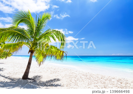 Beautiful tropical beach with palm tree, white sand and turquoise ocean in Punta Cana, Dominican Republic. Perfect travel and vacation concept with copy space. 139666498