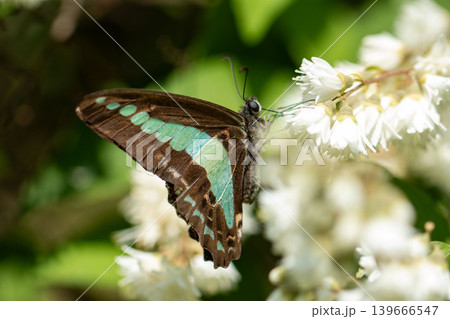 ウツギの花にとまるアオスジアゲハ ウツギの花にとまるアオスジアゲハ 139666547