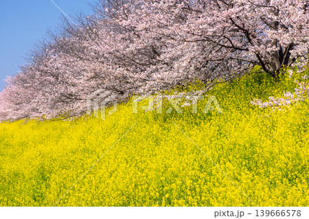 埼玉県熊谷市玉作 荒川支流の和田吉野川沿い玉作水門付近の桜並木 ソメイヨシノ並木と菜の花畑 埼玉県熊谷市玉作 荒川支流の和田吉野川沿い玉作水門付近の桜並木 ソメイヨシノ並木と菜の花畑 139666578