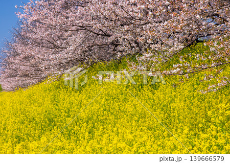 埼玉県熊谷市玉作　荒川支流の和田吉野川沿い玉作水門付近の桜並木　ソメイヨシノ並木と菜の花畑 139666579