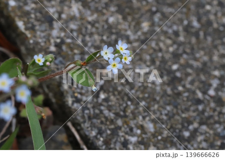 春の道端に咲く小さな薄い水色のキュウリグサの花 春の道端に咲く小さな薄い水色のキュウリグサの花 139666626