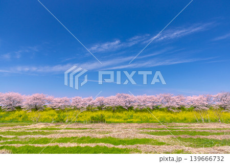 埼玉県熊谷市玉作 荒川支流の和田吉野川沿い玉作水門付近の桜並木 ソメイヨシノ並木と菜の花畑 埼玉県熊谷市玉作 荒川支流の和田吉野川沿い玉作水門付近の桜並木 ソメイヨシノ並木と菜の花畑 139666732