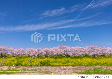 埼玉県熊谷市玉作 荒川支流の和田吉野川沿い玉作水門付近の桜並木 ソメイヨシノ並木と菜の花畑 埼玉県熊谷市玉作 荒川支流の和田吉野川沿い玉作水門付近の桜並木 ソメイヨシノ並木と菜の花畑 139666733