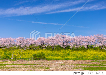 埼玉県熊谷市玉作　荒川支流の和田吉野川沿い玉作水門付近の桜並木　ソメイヨシノ並木と菜の花畑 139666734