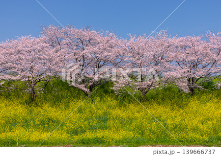 埼玉県熊谷市玉作　荒川支流の和田吉野川沿い玉作水門付近の桜並木　ソメイヨシノ並木と菜の花畑 139666737