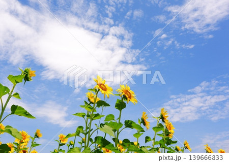 ひまわり - いかにも真夏らしいさわやかな青空と、太陽に向かって咲き誇るヒマワリで、夏休みのイメージ 139666833