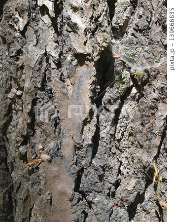Rough Tree Bark Texture Background in Natural Sunlight Rough Tree Bark Texture Background in Natural Sunlight 139666835