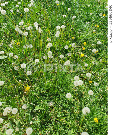 Picturesque field with white fluffy dandelions and bright green grass on a sunny spring day Picturesque field with white fluffy dandelions and bright green grass on a sunny spring day 139666840