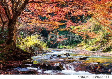 【日本の滝百選】龍頭・八重滝 晩秋の八重滝 紅葉と渓流1 島根県雲南市 【日本の滝百選】龍頭・八重滝 晩秋の八重滝 紅葉と渓流1 島根県雲南市 139666841