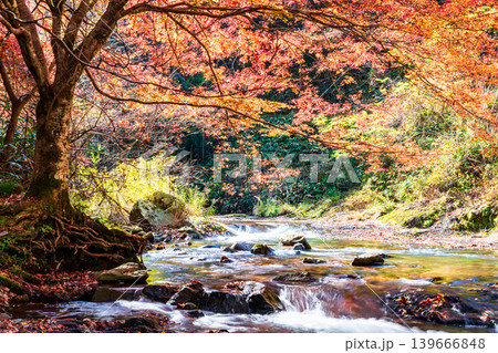 【日本の滝百選】龍頭・八重滝 晩秋の八重滝 紅葉と渓流2 島根県雲南市 【日本の滝百選】龍頭・八重滝 晩秋の八重滝 紅葉と渓流2 島根県雲南市 139666848