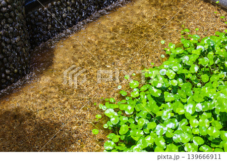 池に密生する水草 池に密生する水草 139666911