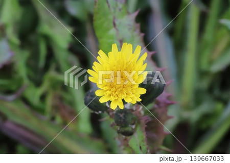 春の野原に咲く黄色い花にトゲトゲの葉を持つオニノゲシの花 春の野原に咲く黄色い花にトゲトゲの葉を持つオニノゲシの花 139667033