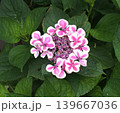 梅雨のイメージ写真 紫陽花	 139667036